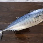 Ikan tuna cakalang yang sering dikonsumsi masyarakat