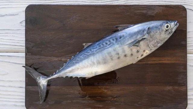 Ikan tuna cakalang yang sering dikonsumsi masyarakat